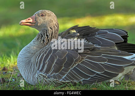 Graugans (Anser Anser), mit Küken im Gefieder, Hamburg, Deutschland, Europa Stockfoto