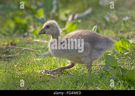 Junge Graugans (Anser Anser), Küken, Schleswig-Holstein, Deutschland, Europa Stockfoto