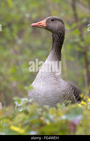 Graugans (Anser Anser), Hamburg, Deutschland, Europa Stockfoto