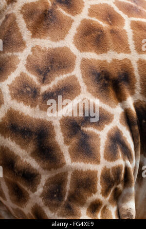 Netzartige Giraffe (Giraffa Plancius Reticulata). Nahaufnahme der Haut.  Linke vordere Schulter, geometrische Muster von ir Stockfoto