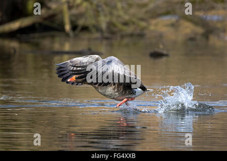 Graugans (Anser Anser) ab, Hamburg, Deutschland, Europa Stockfoto