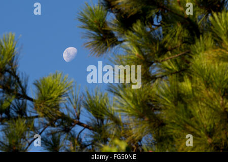 Asuncion, Paraguay. 17. Februar 2016. Ein heller Mond, sieht in seiner waxing Crescent Phase auf blauen Himmel durch Kiefer Baum Silhouette an diesem späten Nachmittag in Asuncion, Paraguay. Bildnachweis: Andre M. Chang/ARDUOPRESS/Alamy Live-Nachrichten Stockfoto