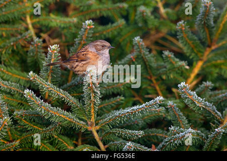 Hedge Sparrow Prunella Modularis auf mattierte Nadelbaum im Winter Stockfoto