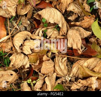 Getrocknete Blätter in verschiedenen Schattierungen von Braun bedecken den Waldboden. Stockfoto