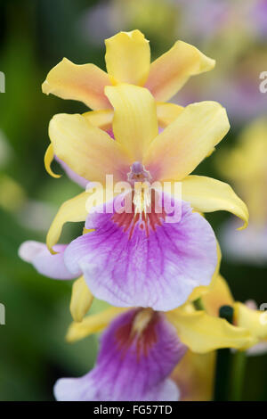 Miltonia Sonnenuntergang Orchidee Stockfoto