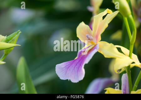 Miltonia Sonnenuntergang Orchidee Stockfoto