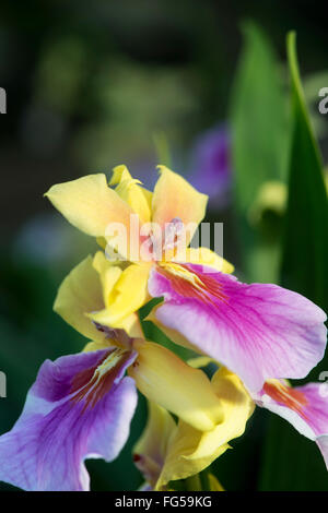 Miltonia Sonnenuntergang Orchidee Stockfoto