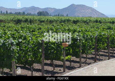 Concha y Toro Weingut in der Nähe von Santiago, Chile Stockfoto