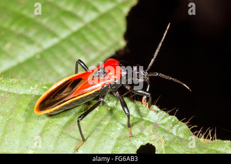 Einen bunten Assassin-Bug (Familie Reduviidae) in den Regenwald, ecuador Stockfoto