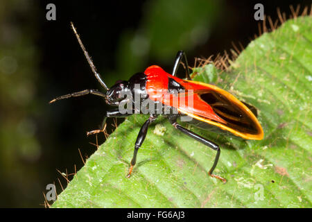 Einen bunten Assassin-Bug (Familie Reduviidae) in den Regenwald, ecuador Stockfoto