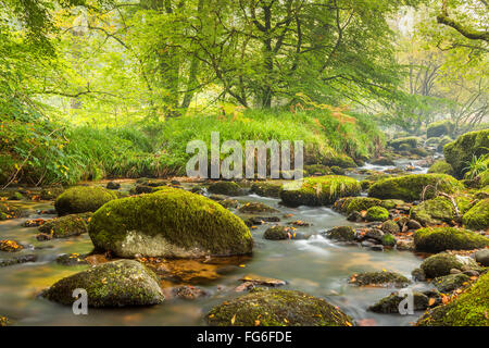 Die East Dart River durch den Wald bei Dartmeet in Dartmoor National Park, Devon, England, Vereinigtes Königreich, Europa. Stockfoto