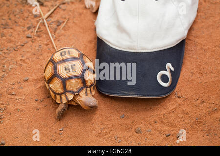 Pflugschar Schildkröte (Astrochelys Yniphora). Juvenile. Madagaskar. Durrell Wildlife Conservation Trust Center Zucht. Stockfoto