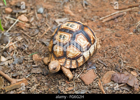 Angonoka oder Pflugschar Schildkröte (Astrochelys Yniphora). Juvenile. Madagaskar. Durrell Wildlife Conservation Trust Zucht cent Stockfoto