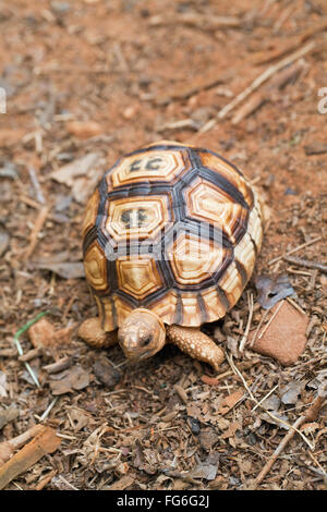 Angonoka oder Pflugschar Schildkröte (Astrochelys Yniphora). Juvenile. Ampijoroa. Madagaskar. Durrell Wildlife Conservation Trust. Stockfoto