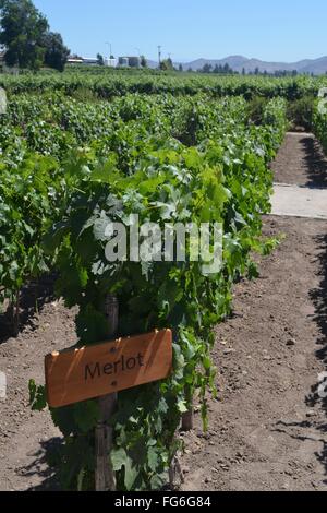 Concha y Toro Weingut in der Nähe von Santiago, Chile Stockfoto