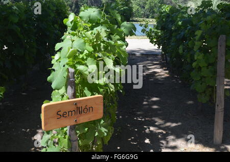 Concha y Toro Weingut in der Nähe von Santiago, Chile Stockfoto