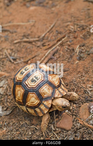 Pflugschar Schildkröte (Astrochelys Yniphora). Juvenile. Ankarafantsika N P Madagaskar. Durrell Wildlife Conservation Trust. Stockfoto