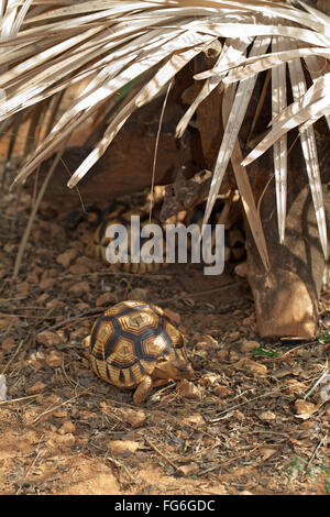 Angonoka oder Pflugschar Schildkröte (Astrochelys Yniphora). Juvenile. Madagaskar. Durrell Wildlife Conservation Trust. Stockfoto