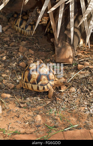 Angonoka oder Pflugschar Schildkröte (Astrochelys Yniphora). Juvenile. Madagaskar. Durrell Wildlife Conservation Trust. Stockfoto