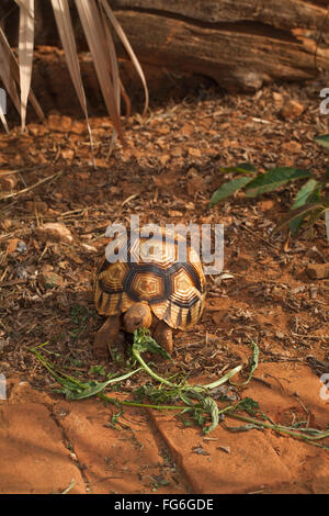 Pflugschar Schildkröte (Astrochelys Yniphora). Juvenile Fütterung auf Wild, "keine kultivierten" Pflanzenarten.  Madagaskar. Durrell. Stockfoto