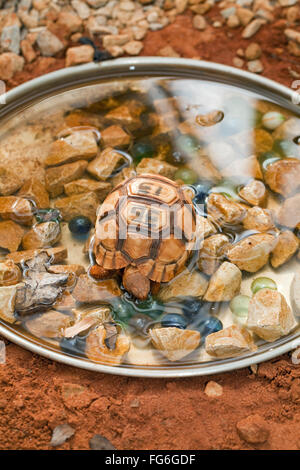 Pflugschar Schildkröte (Astrochelys Yniphora). Juvenile. Farbige Glasmurmeln platziert im Wasserbehälter, Baby Schildkröte zu gewinnen Stockfoto