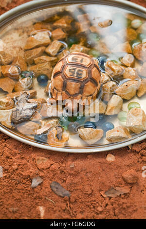 Pflugschar Schildkröte (Astrochelys Yniphora). Juvenile. Farbige Glasmurmeln gelegt in Wasser, Baby-Schildkröten zu trinken zu gewinnen Stockfoto