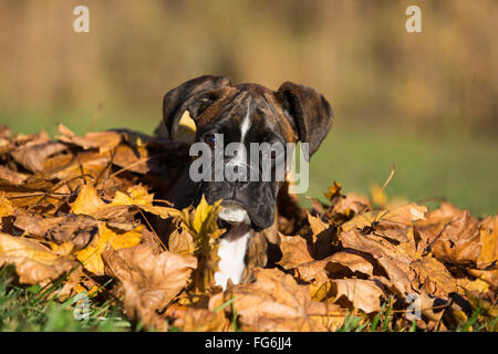 Boxer-Welpe im Herbstlaub liegend Stockfoto