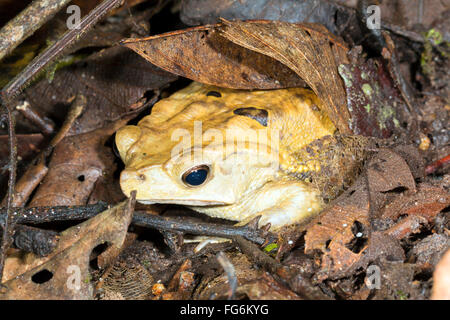 Crested Wald Kröte (Schädlingsbekämpfer Dapsilis) in der Laubstreu in den Regenwald, Provinz Pastaza, Ecuador Stockfoto