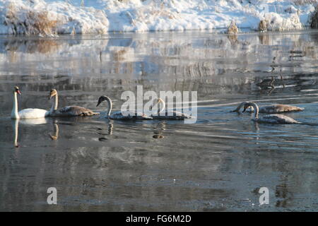 elegante Familie wilder Schwan Licht auf Kristalloberfläche Wasser rutschen Stockfoto