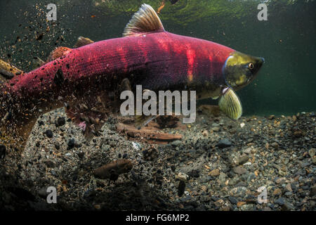 Weiblicher Rotlachs (Oncorhynchus Nerka) Anhebung eine Wolke von Sediment beim Ausheben ihr redd in einem Alaskan-Stream während des Sommers. Stockfoto