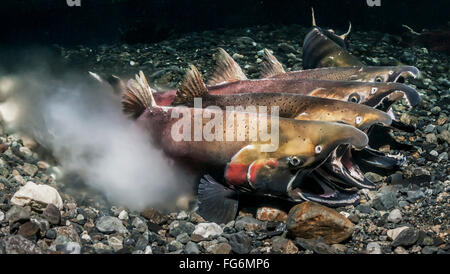 Silberlachs (Oncorhynchus Kisutch) in der Tat der Laich in eine Alaska-Stream im Herbst. Stockfoto