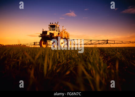 Landwirtschaft - Eine hohe Clearance Spray Applikator Chemikalien auf ein Feld von frühem Wachstum Weizen im späten Nachmittag Licht / in der Nähe von Brandon, Manitoba ... Stockfoto