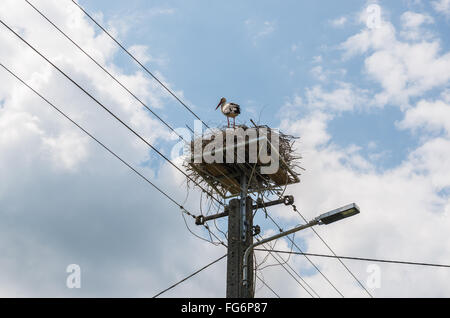 Der Weißstorch (Ciconia Ciconia) im Nest auf der Pole, Masowien Region in Polen Stockfoto