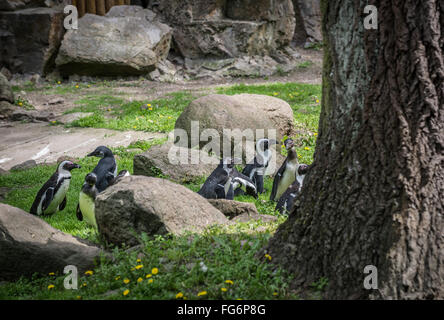 Afrikanische Pinguin namens auch Jackass-Pinguin (Spheniscus Demersus) Stockfoto