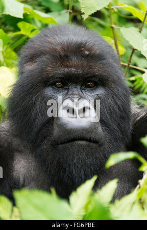 Ein männlichen Silverback Gorilla (Gorilla Beringei Beringei) sieht in The Abstand mit seine Kopf umgeben durch Blätter und Zweige im Wald Stockfoto