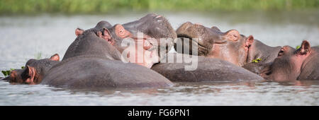 Zwei Flusspferde (Hippopotamus amphibius) in Einer Gruppe in Einem See, ihre Köpfe auf dem Rücken eines anderen Hippopotamus, grüne Vegetation an der Küste in... Stockfoto