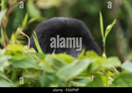 Ein Baby Eastern Gorilla (Gorilla beringei beringei) blickt über Einen grünen Busch im Wald mit Gesicht und Augen des Gorilla im Fokus mit den Blättern... Stockfoto