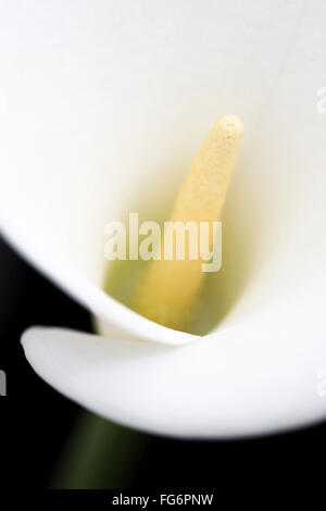 Nahaufnahme von unscharfen Zentrum der weißen Arum oder Calla Lily (Zantedeschia Aethiopica), schoss aus der Front gegen einen schwarzen Hintergrund; London, England Stockfoto