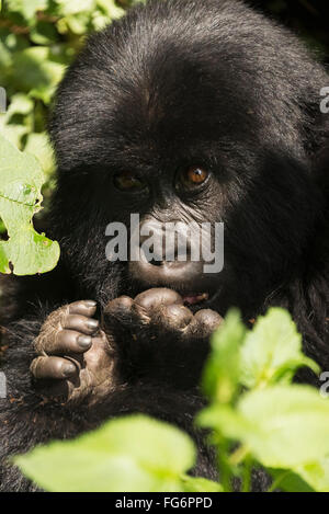 Ein Baby Eastern Gorilla (Gorilla beringei beringei) in gedapptem Sonnenschein blickt mit beiden Händen vor seinem Gesicht nach oben, sitzt in den Foren... Stockfoto