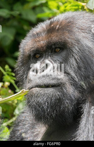 Ein männlichen Silberrücken-Gorilla (Gorilla Beringei Beringei) sieht in der Ferne beim Nibbeln auf einem Ast im grünen Dickicht des Waldes Stockfoto