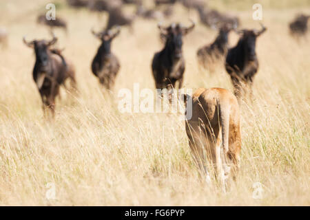 Eine Löwin (Panthera Leo) von hinten gesehen stellt eine Gruppe von Gnus in der afrikanischen Savanne, die fünf Gnus stand sah sie misstrauisch Stockfoto