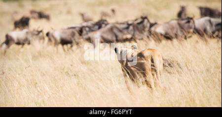 Eine Löwin (Panthera Leo) von hinten gesehen stellt eine Gruppe von Gnus in der afrikanischen Savanne, die fünf Gnus stand sah sie misstrauisch Stockfoto