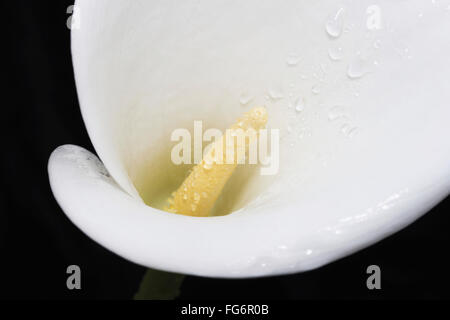 Nahaufnahme von weiße Arum oder Calla Lilie (Zantedeschia Aethiopica) bedeckt in Wassertropfen vor einem schwarzen Hintergrund von oben gesehen Stockfoto