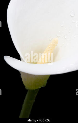 Nahaufnahme eines weißen Arum oder Calla Lilie (Zantedeschia Aethiopica) in Wassertropfen vor einem schwarzen Hintergrund bedeckt; London, England Stockfoto