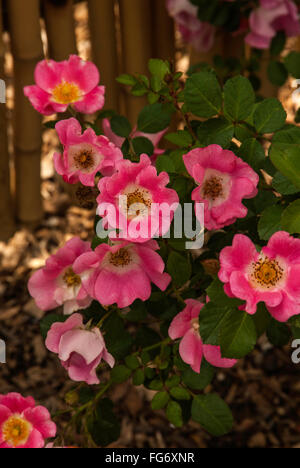 Rose, Rosa, unbeschwerten Genuss Stockfoto