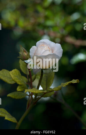 Rose, Rosa CROWN PRINCESS Stockfoto