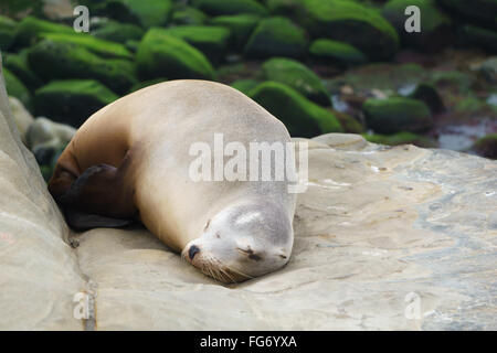 Schlafende Seelöwen in La Jolla, Kalifornien Stockfoto