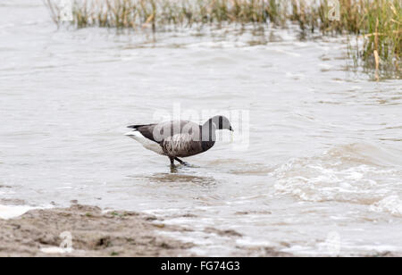 Ein Brent Goose auf Nahrungssuche für Aal Grass wie die Flut kommt bei Leigh am Meer Stockfoto