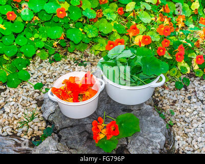 Sammeln Kapuzinerkresse Blätter und Blüten für Salat - Frankreich. Stockfoto