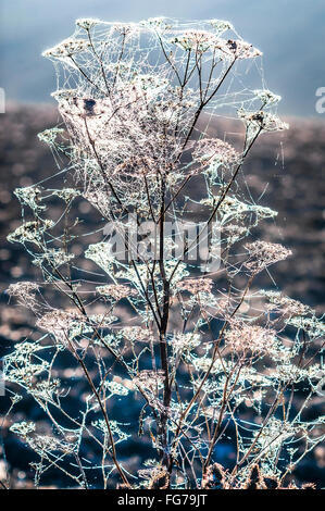 Spinnennetz in Tautropfen abgedeckt. Stockfoto